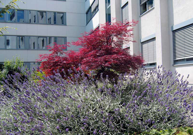 n_n_b_44  Ahorn 3.jpg